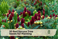 Red Spruce Tree Seeds - Native Evergreen Conifer Picea rubens for Planting, Landscaping & Reforestation