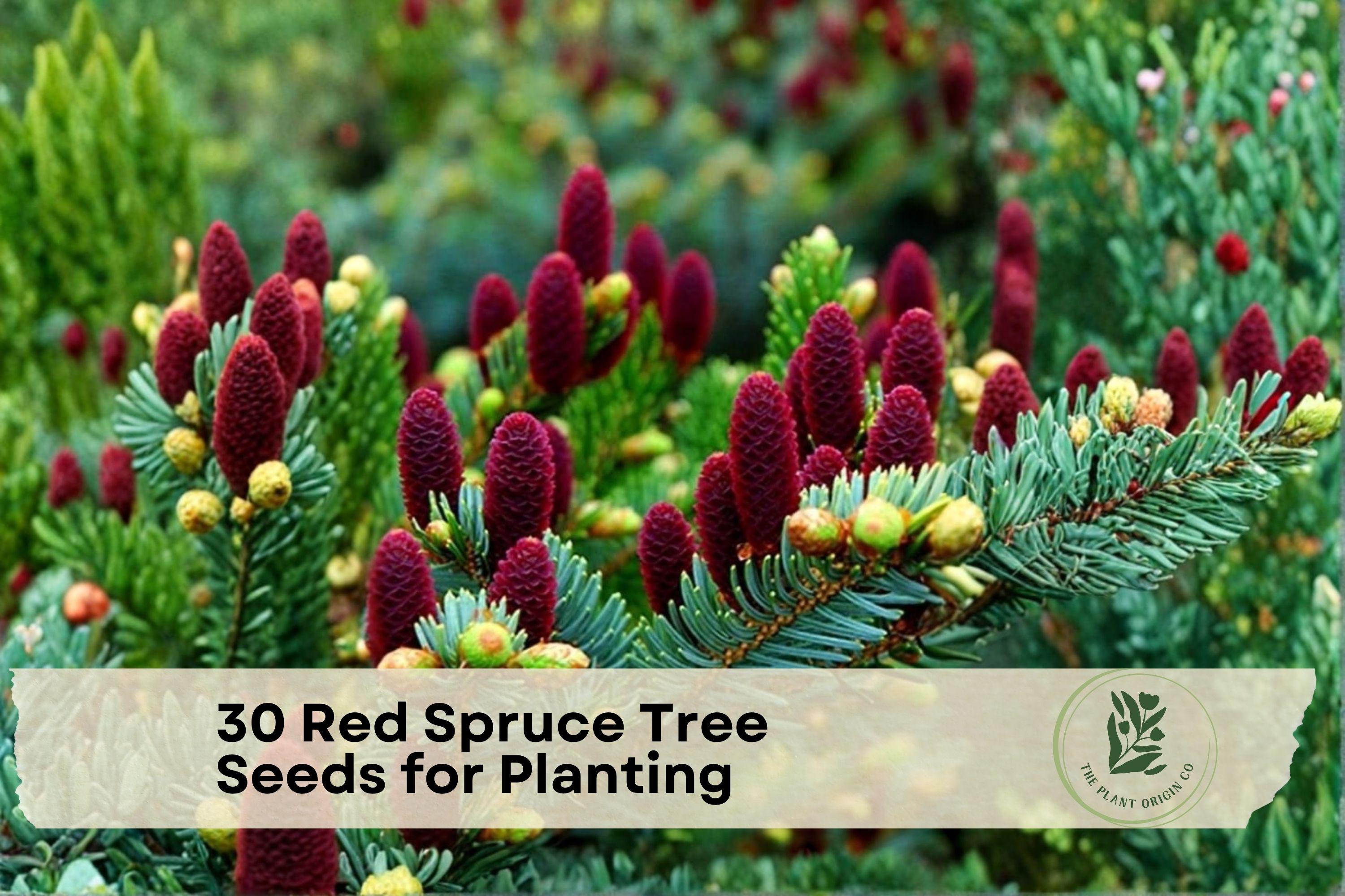 Red Spruce Tree Seeds - Native Evergreen Conifer Picea rubens for Planting, Landscaping & Reforestation