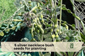 Silver Necklace Bush Seeds - Ornamental Tropical Shrub with Silvery Foliage & Yellow Flowers, Sophora tomentosa, Coastal Landscaping