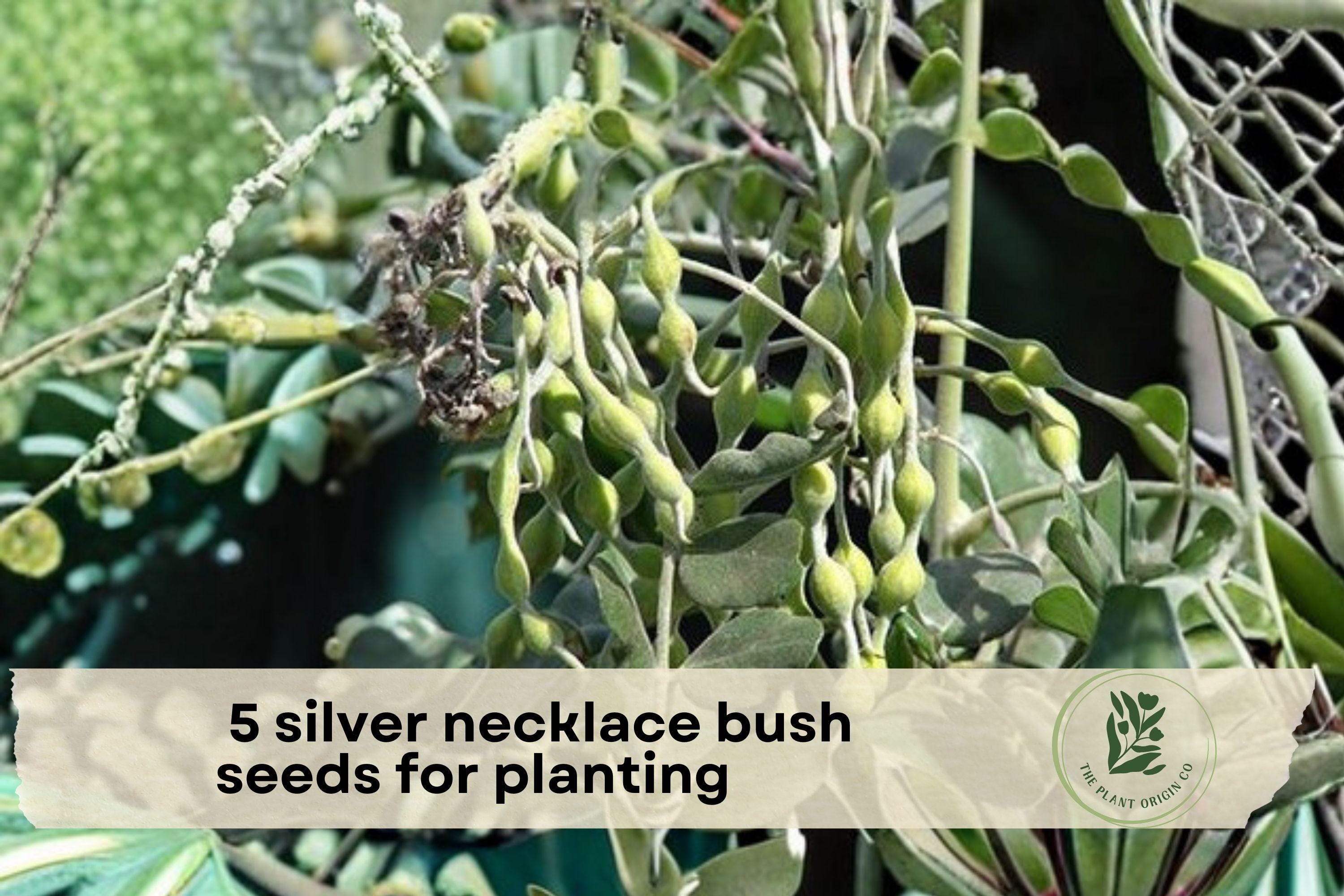 Silver Necklace Bush Seeds - Ornamental Tropical Shrub with Silvery Foliage & Yellow Flowers, Sophora tomentosa, Coastal Landscaping