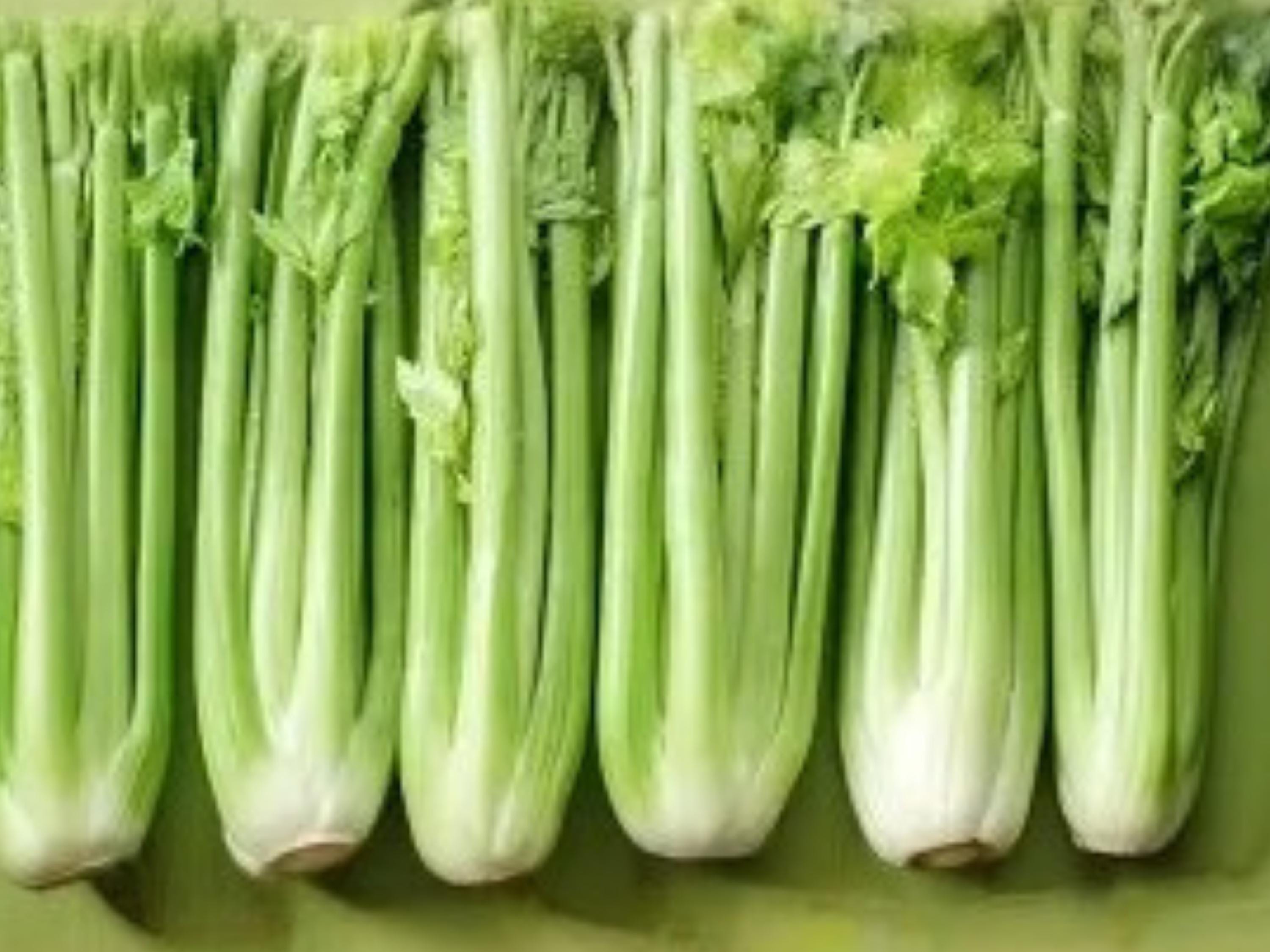 Heirloom Celery Seeds - Tall Utah 52/70 - Crunchy Light Green Stalks - 2000 Seeds for Home Garden & Market Growing