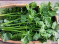 Chinese Celery Seeds | Kintsai Dark Green | Asian Vegetable Herb | Strong Flavor | 1000 Seeds