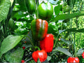 California Wonder 300 Sweet Bell Pepper Seeds – Heirloom, Non-GMO, High Yield, 25 Seeds, Large Blocky Fruits, Home Garden, Container Plant