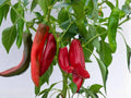 Anaheim Hot Pepper Seeds – Heirloom, Non-GMO, Mild Chili Vegetable, 25 Seeds