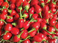 Chiltepin Hot Pepper Seeds – Wild Tepin Chili, Heirloom Non-GMO Vegetable, Small Round Fruits, Intense Heat, 25 Seeds
