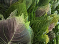 Perilla Shiso Korean Herb Seeds – Green Leaves, Non-GMO Culinary Herb, Fast-Growing Annual, 500 Seeds