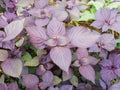 Red Aka Shiso Herb Seeds, Non-GMO Japanese Perilla Plant, Culinary Herb for Gardens & Containers, 100 Seeds