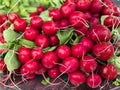 Cherry Belle Radish Seeds – Heirloom, Non-GMO, Fast-Growing, Bright Red, Crisp Roots, 100 Seeds