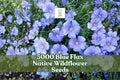 Blue Flax Wildflower Seeds – 5000 Linum perenne Pollinator Meadow, Ornamental, Native Perennial for Gardens & Landscapes