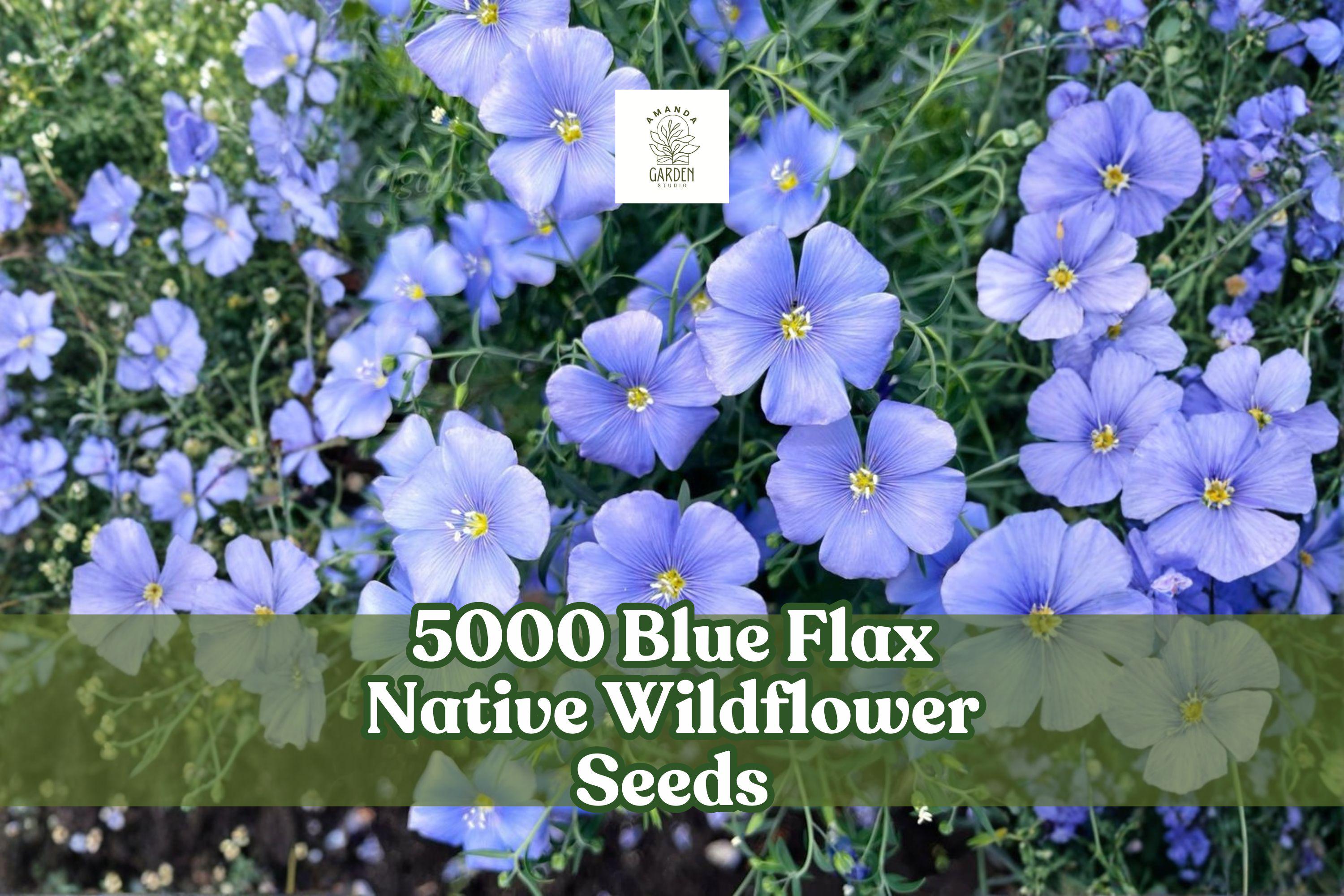 Blue Flax Wildflower Seeds – 5000 Linum perenne Pollinator Meadow, Ornamental, Native Perennial for Gardens & Landscapes