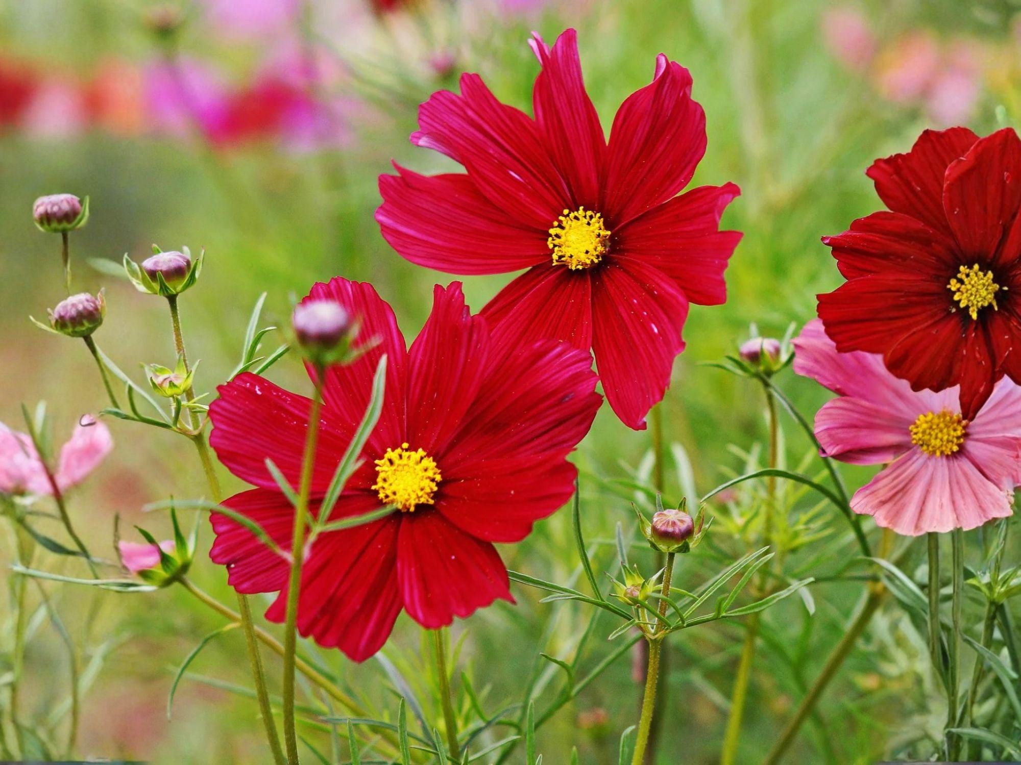 Cosmos Dazzler Seeds – Deep Red Annual Flower for Pollinator Gardens, Cut Flowers, Cosmos bipinnatus, 100 Seeds