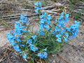 Pagoda Penstemon Seeds – Native Blue Wildflower, Pollinator Plant, Penstemon angustifolius ‘Pagoda’, 50 Seeds