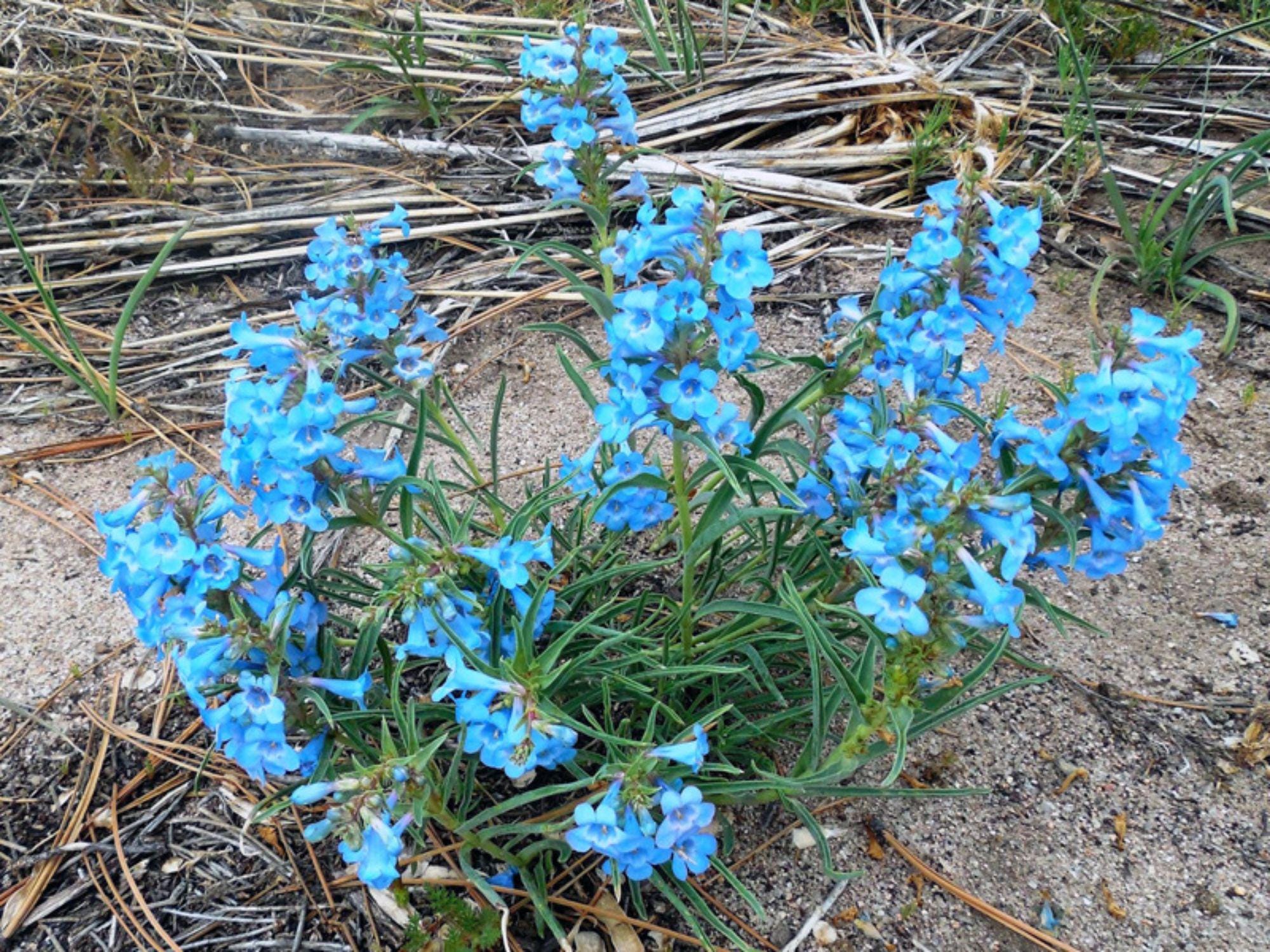 Pagoda Penstemon Seeds – Native Blue Wildflower, Pollinator Plant, Penstemon angustifolius ‘Pagoda’, 50 Seeds