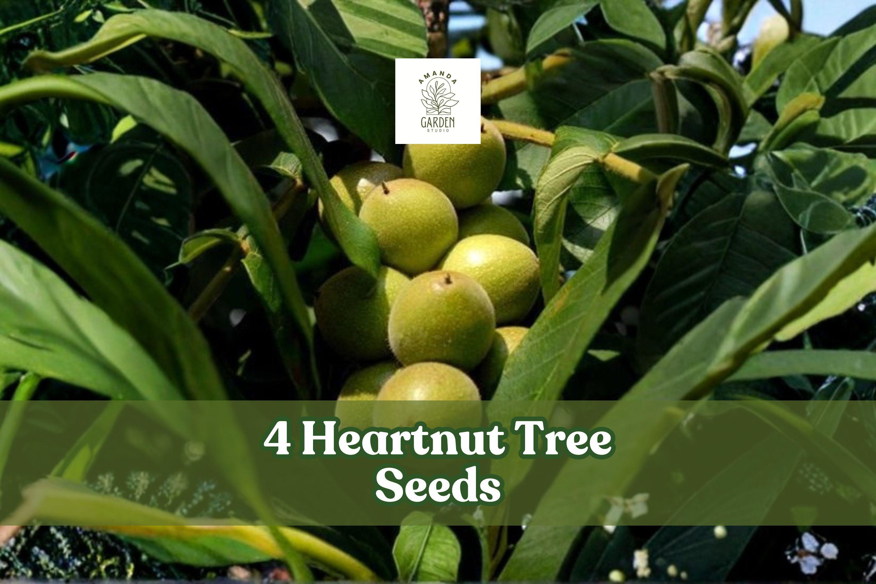 4 Heartnut Tree Seeds Juglans ailantifolia var. cordiformis Ornamental Deciduous Tree for Landscaping