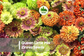 100+ Queen Lime Mix Zinnia Seeds, Zinnia elegans, Lime Tones, Summer Bloom, Cut Flower Garden