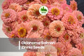100+ Oklahoma Salmon Zinnia Seeds – Zinnia elegans, Soft Peach-Pink Blooms, Annual Flower for Cut Gardens & Borders