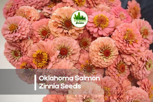 100+ Oklahoma Salmon Zinnia Seeds – Zinnia elegans, Soft Peach-Pink Blooms, Annual Flower for Cut Gardens & Borders