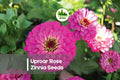 Uproar Rose Zinnia Seeds – 100+ Large Rose-Pink Flowers, Vibrant Annual for Borders, Cut Flowers, and Summer Gardens, Zinnia elegans
