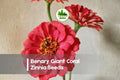 Benary Giant Coral Zinnia Seeds – Large Double Coral Blooms, Annual, Zinnia elegans, Full Sun, Pollinator-Friendly, Easy to Grow