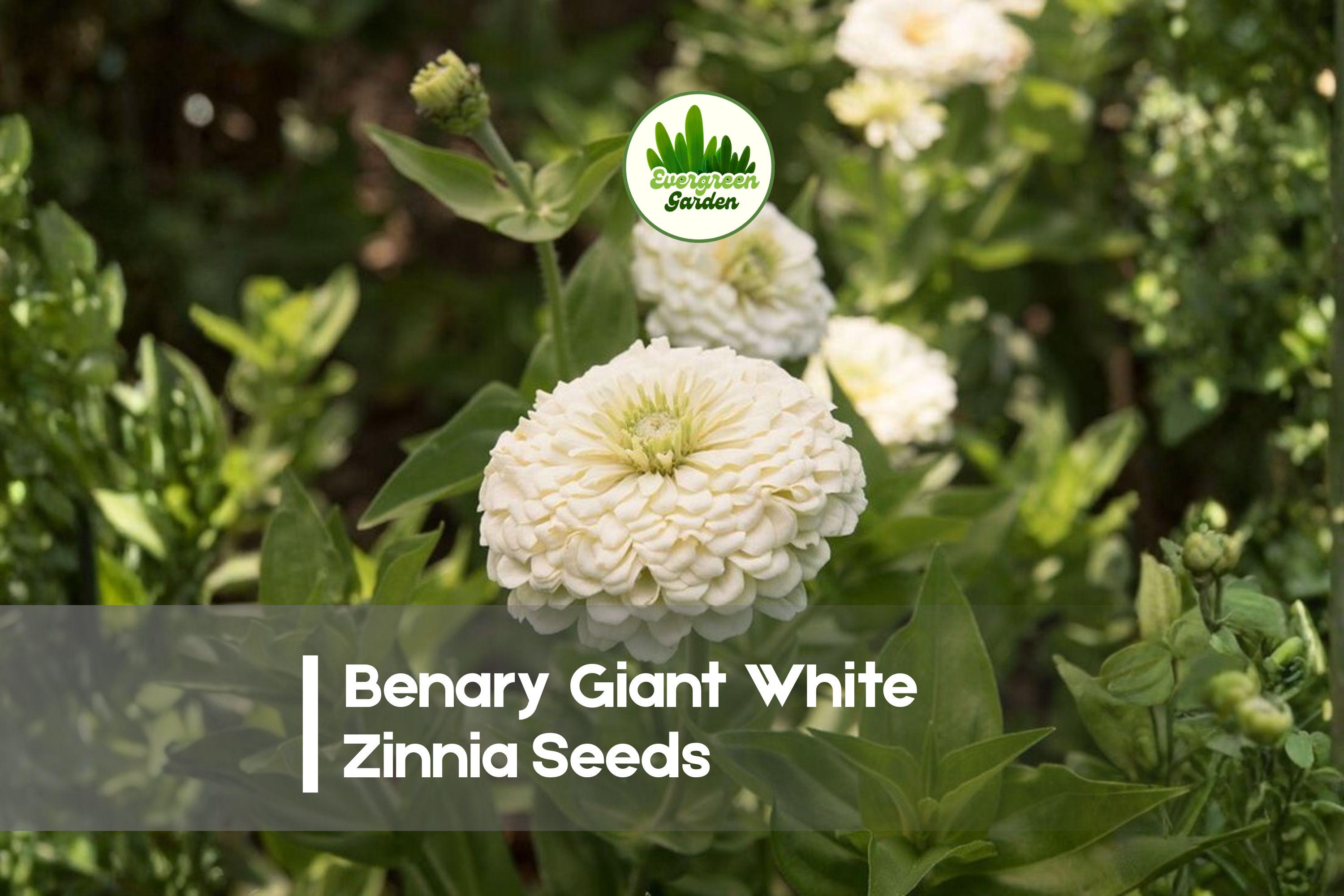 Benary Giant White Zinnia Seeds – Large Fully Double White Blooms, Annual, Zinnia elegans, Butterfly Attractant, Easy to Grow