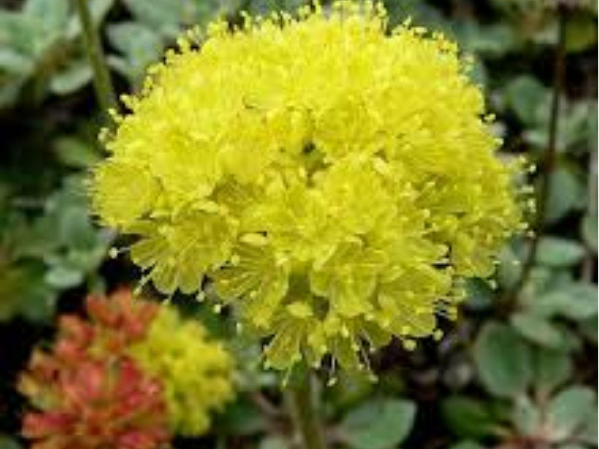 Sulphurflower Buckwheat Seeds (Eriogonum umbellatum) – 100 Drought-Tolerant Native Seeds for Xeriscaping & Pollinator Gardens