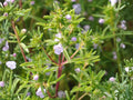 Summer Savory Seeds – 500 Pack, Culinary Herb, Satureja hortensis, for Garden, Container & Raised Bed Planting