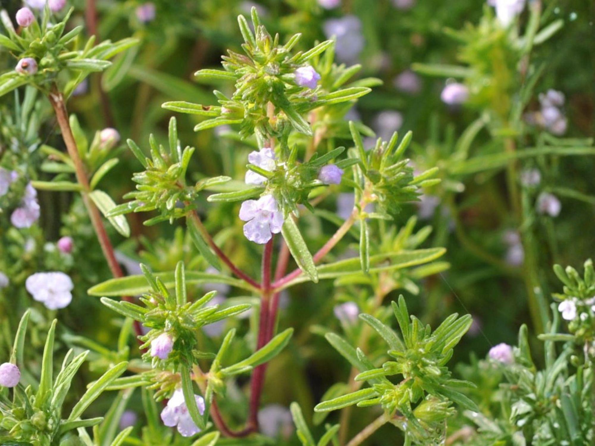Summer Savory Seeds – 500 Pack, Culinary Herb, Satureja hortensis, for Garden, Container & Raised Bed Planting