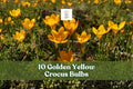 10 Golden Yellow Crocus Bulbs for Early Spring Garden Blooms, Crocus spp. Flowering Bulbs for Borders & Naturalized Areas
