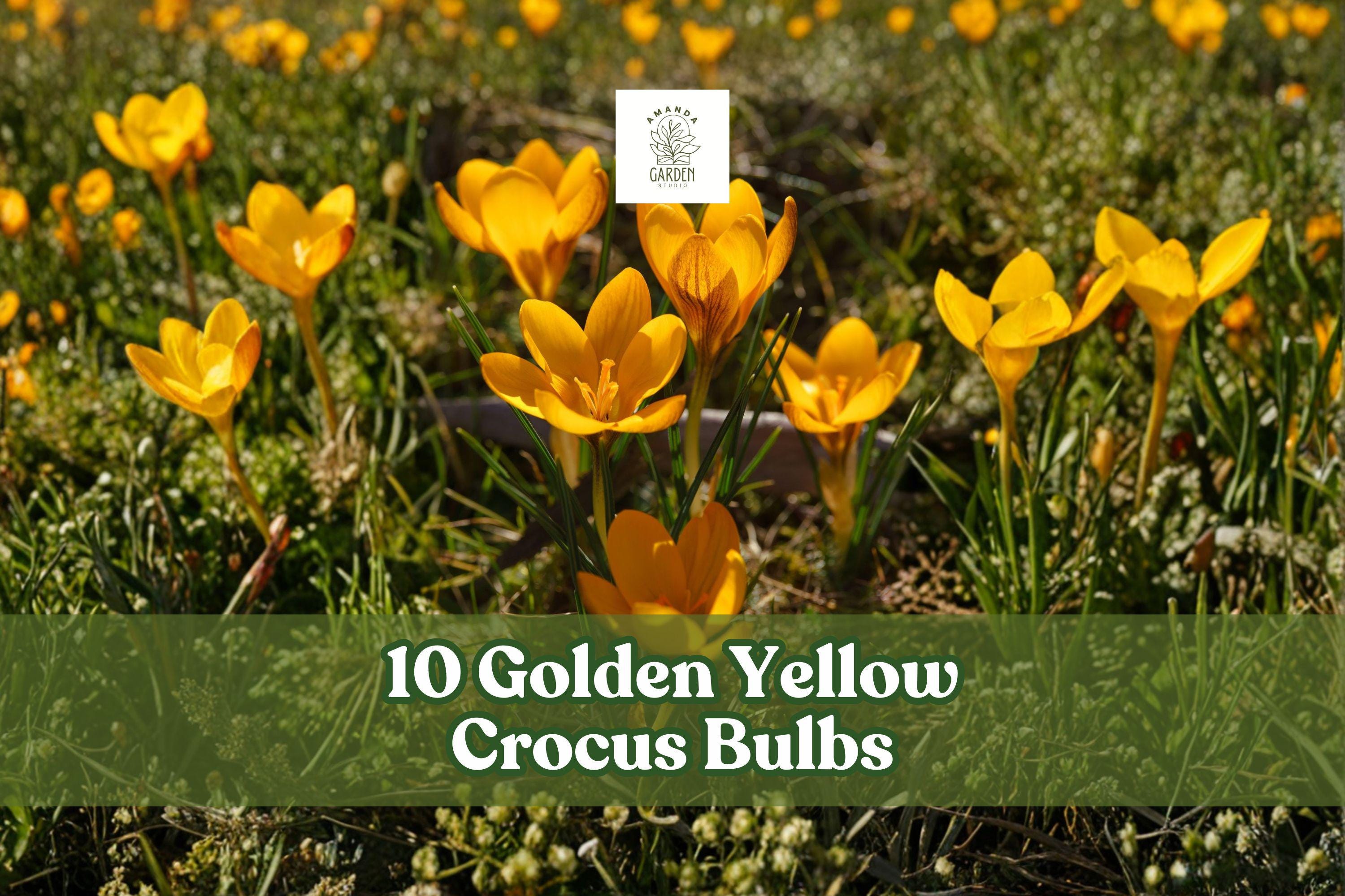 10 Golden Yellow Crocus Bulbs for Early Spring Garden Blooms, Crocus spp. Flowering Bulbs for Borders & Naturalized Areas