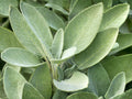 Broadleaf Sage Herb Seeds – Salvia Officinalis Culinary Herb for Garden & Container Planting, Gray-Green Leaves, Purple Flowers