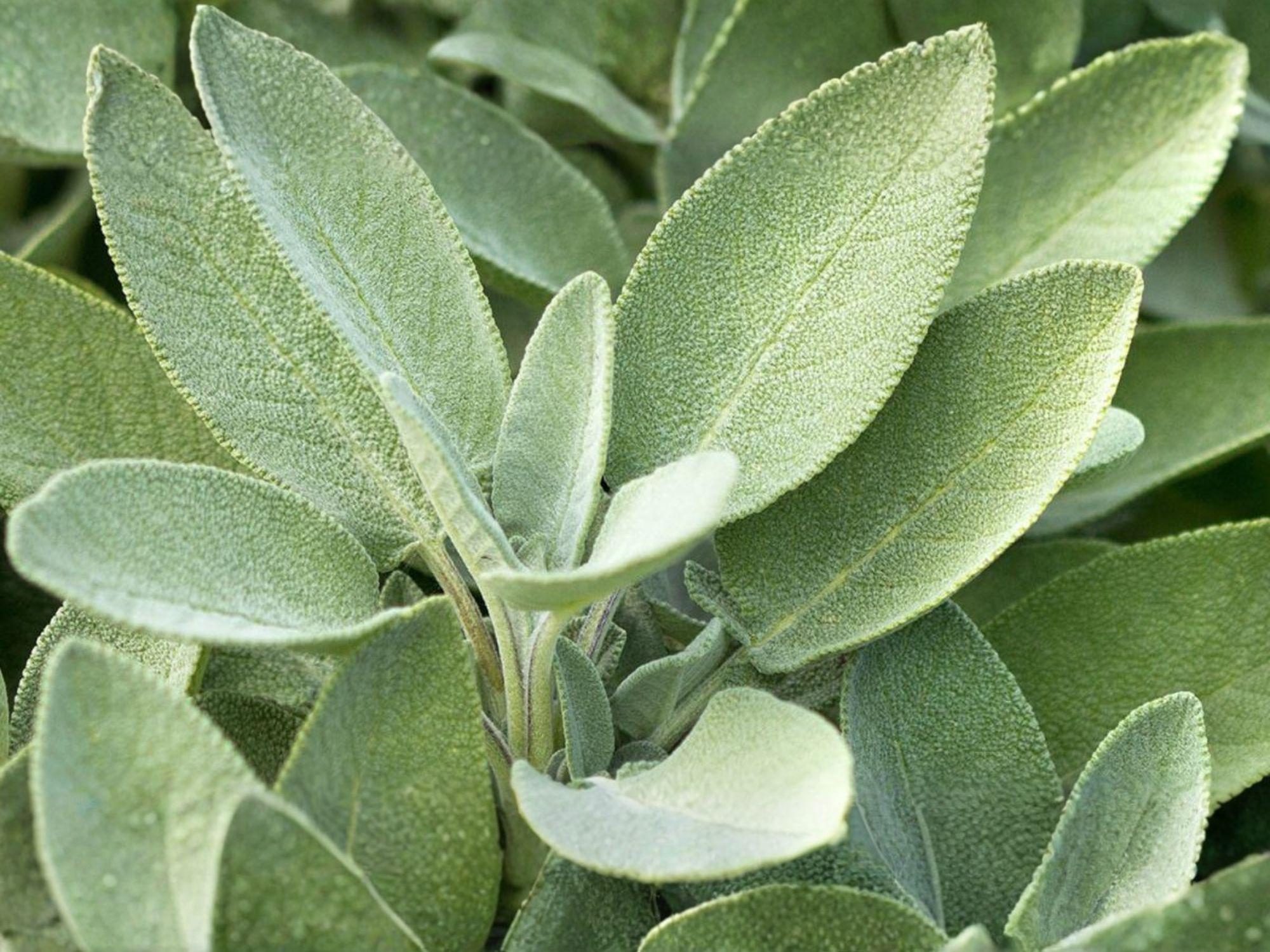 Broadleaf Sage Herb Seeds – Salvia Officinalis Culinary Herb for Garden & Container Planting, Gray-Green Leaves, Purple Flowers