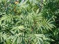 Black Mint Huacatay Herb Seeds – Tagetes Minuta, Aromatic Culinary Herb, Bright Green Leaves, Yellow Flowers, 100 Seeds
