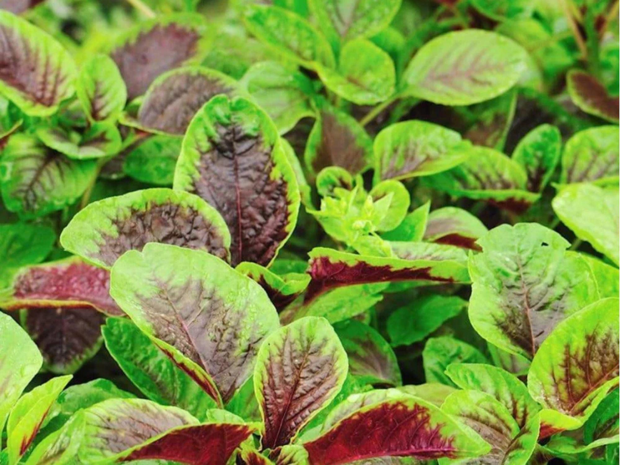 Edible Amaranth Seeds – Red Beauty Tricolor (Amaranthus tricolor) – 500 Colorful Leafy Vegetable Seeds for Salad, Stir-Fry & Ornamental Gardens