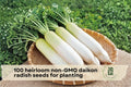 Heirloom Non-GMO Daikon Radish Seeds for Planting – Japanese Raphanus sativus var. longipinnatus, Cool-Season Root Vegetable