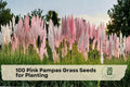 100 Pink Pampas Grass Seeds - Ornamental Perennial Grass for Landscaping, Pink Plumes, Cortaderia selloana, Garden Border Planting