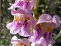 Palmer's Penstemon Seeds | Pink Wildflower Perennial | Penstemon palmeri | Native Pollinator Garden Plant