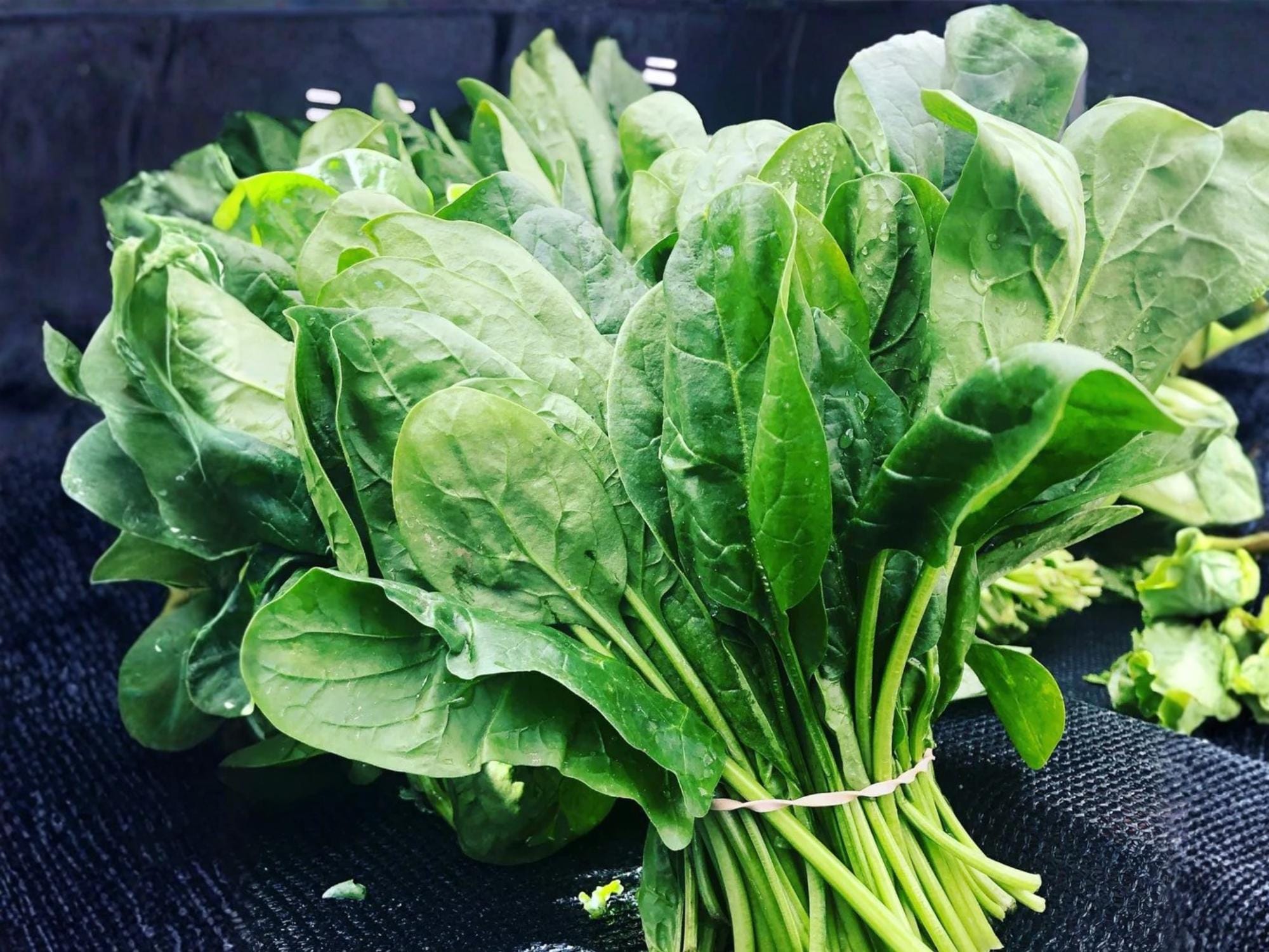 Bloomsdale Long Standing Spinach Seeds – Heirloom Savoy, Non-GMO, Slow Bolting, Cool-Season Vegetable, 100 Seeds