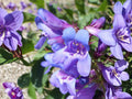 Payette Penstemon Seeds | Native Wildflower, Pollinator Friendly, Perennial, Blue to Purple Blooms, Penstemon payettensis, 50 Seeds