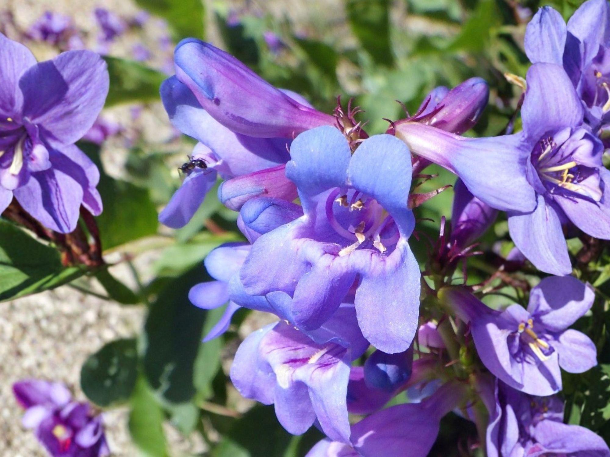 Payette Penstemon Seeds | Native Wildflower, Pollinator Friendly, Perennial, Blue to Purple Blooms, Penstemon payettensis, 50 Seeds