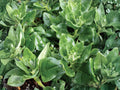 New Zealand Spinach Seeds – Heirloom, Non-GMO, Heat Tolerant, Spinach Substitute, Tropical Greens, 100 Seeds