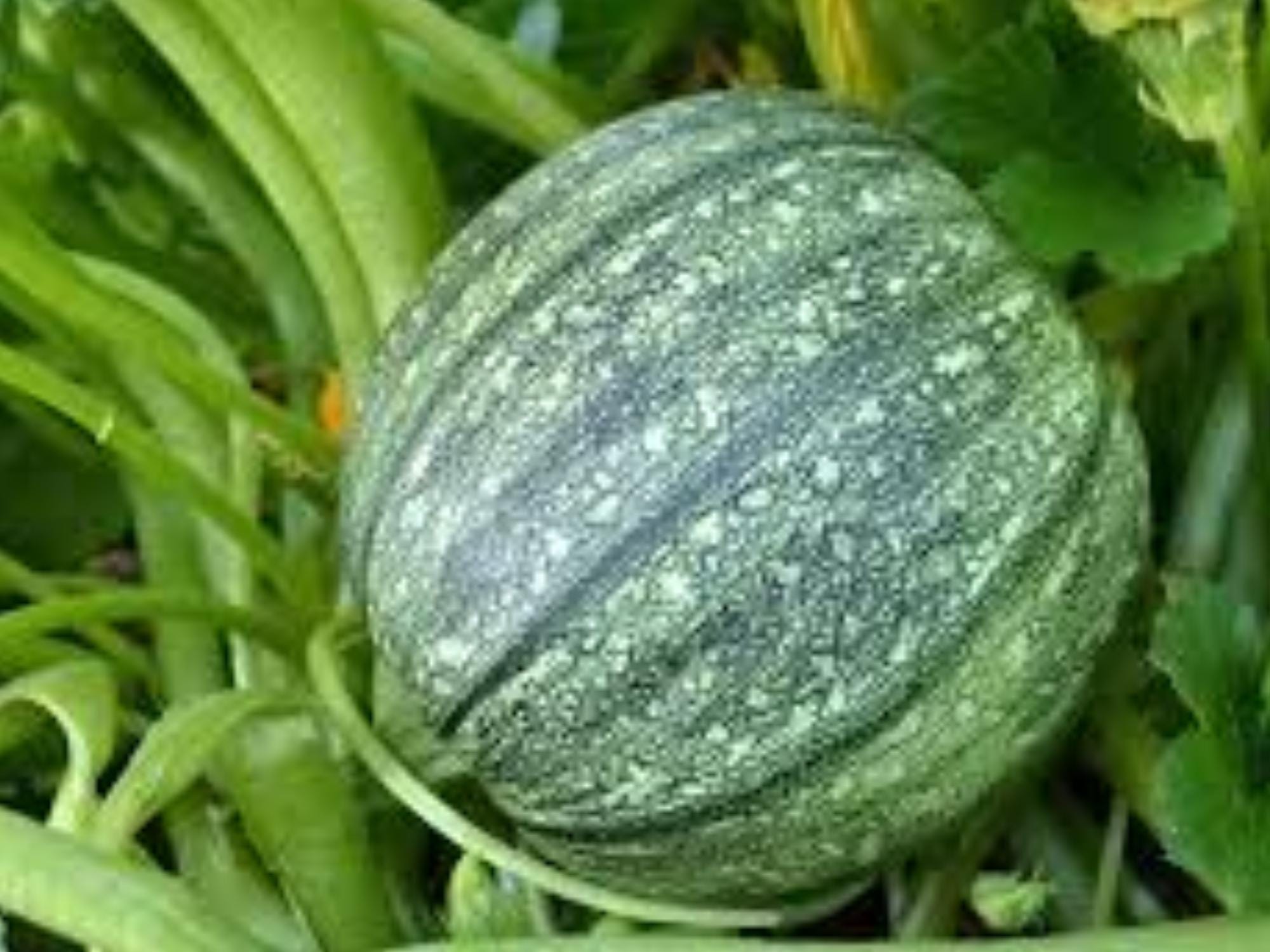 Round Zucchini Seeds – Heirloom Globe Vegetable, Non-GMO, 10 Seeds for Home Garden, Container, and Raised Bed Growing