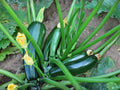 Dark Green Zucchini Seeds | Heirloom Summer Squash Vegetable | Non-GMO, High Yielding, Compact Bush Plant