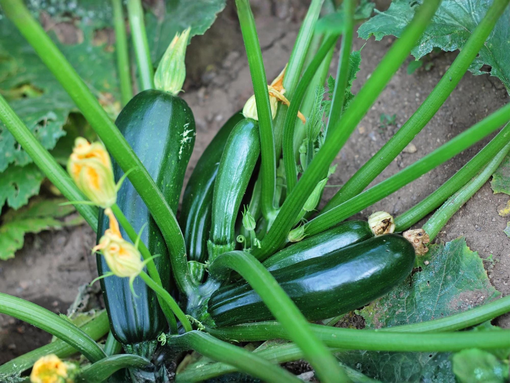 Dark Green Zucchini Seeds | Heirloom Summer Squash Vegetable | Non-GMO, High Yielding, Compact Bush Plant