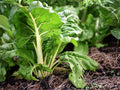 Fordhook Swiss Chard Seeds - Heirloom Non-GMO Large Leaf White Stem Vegetable, 50 Seeds