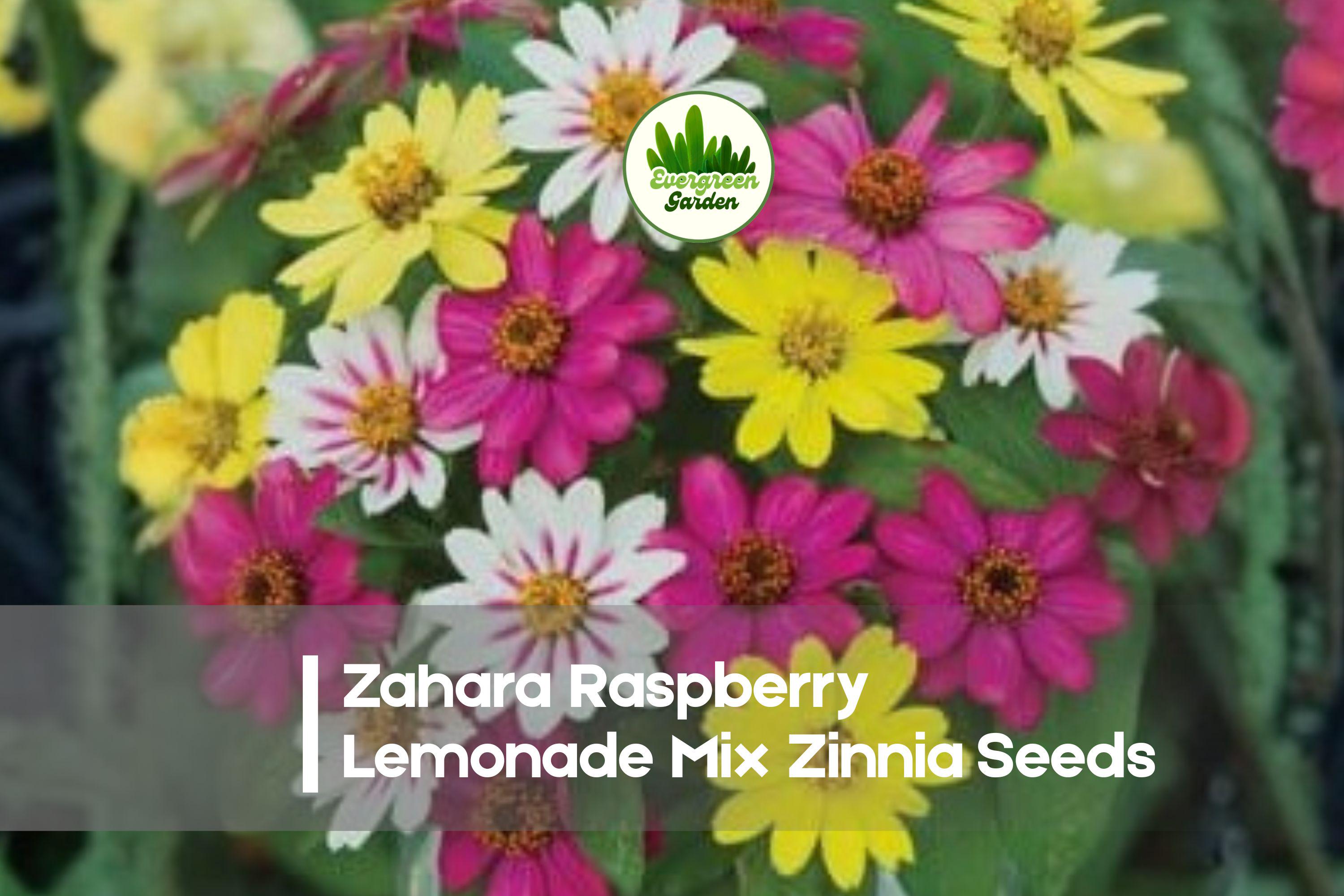 Zinnia Seeds 100+ Zahara Raspberry Lemonade Mix, Annual, Bright Pink Yellow Bicolor, Zinnia marylandica