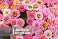 Lilliput Rose Zinnia Seeds – Compact Annual with Double Rose-Pink Blooms, Attracts Pollinators, Zinnia elegans, 100+ Seeds