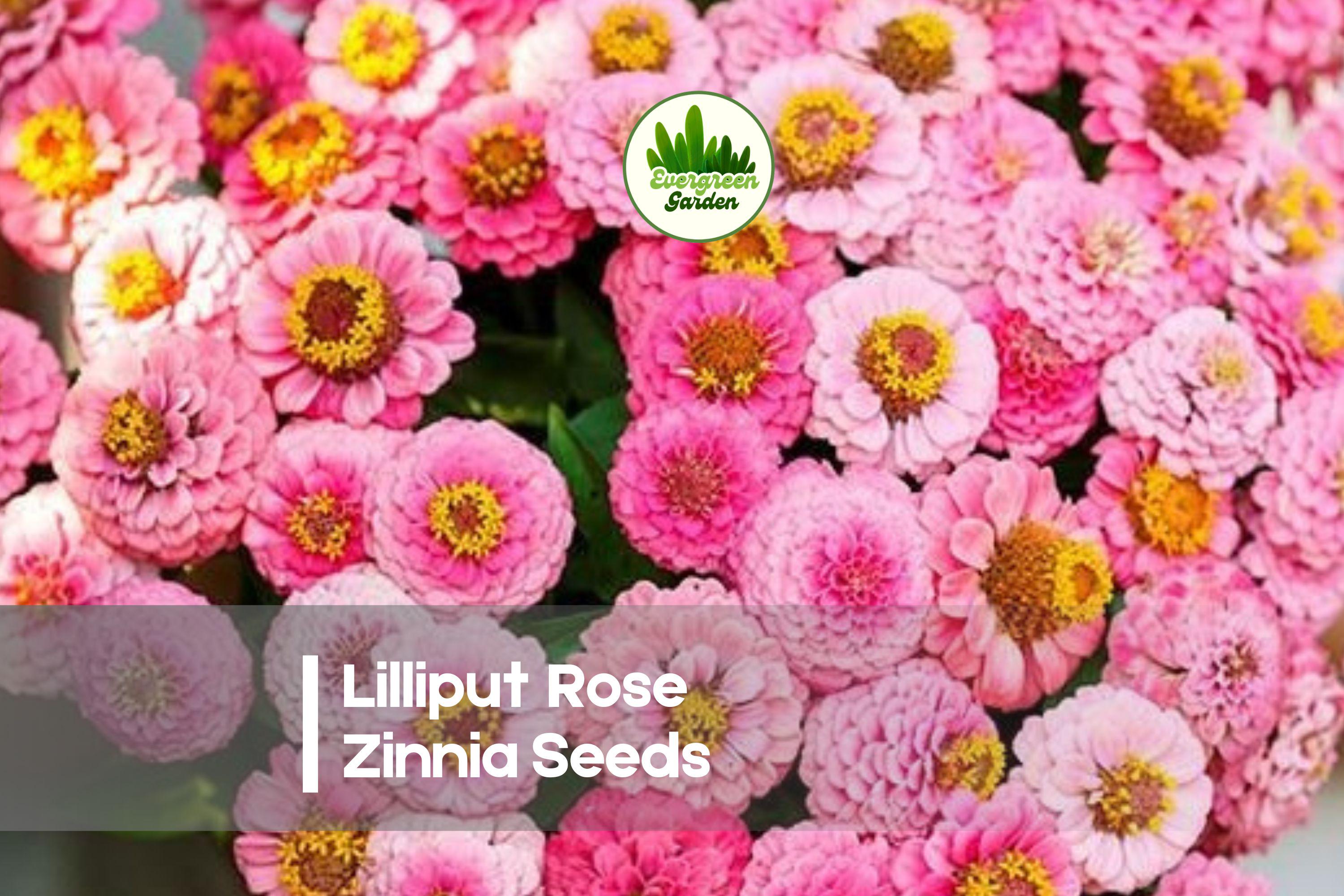 Lilliput Rose Zinnia Seeds – Compact Annual with Double Rose-Pink Blooms, Attracts Pollinators, Zinnia elegans, 100+ Seeds