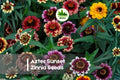 100+ Aztec Sunset Zinnia Seeds – Warm Color Mix, Zinnia haageana, Annual Flowers for Borders, Beds & Pollinators