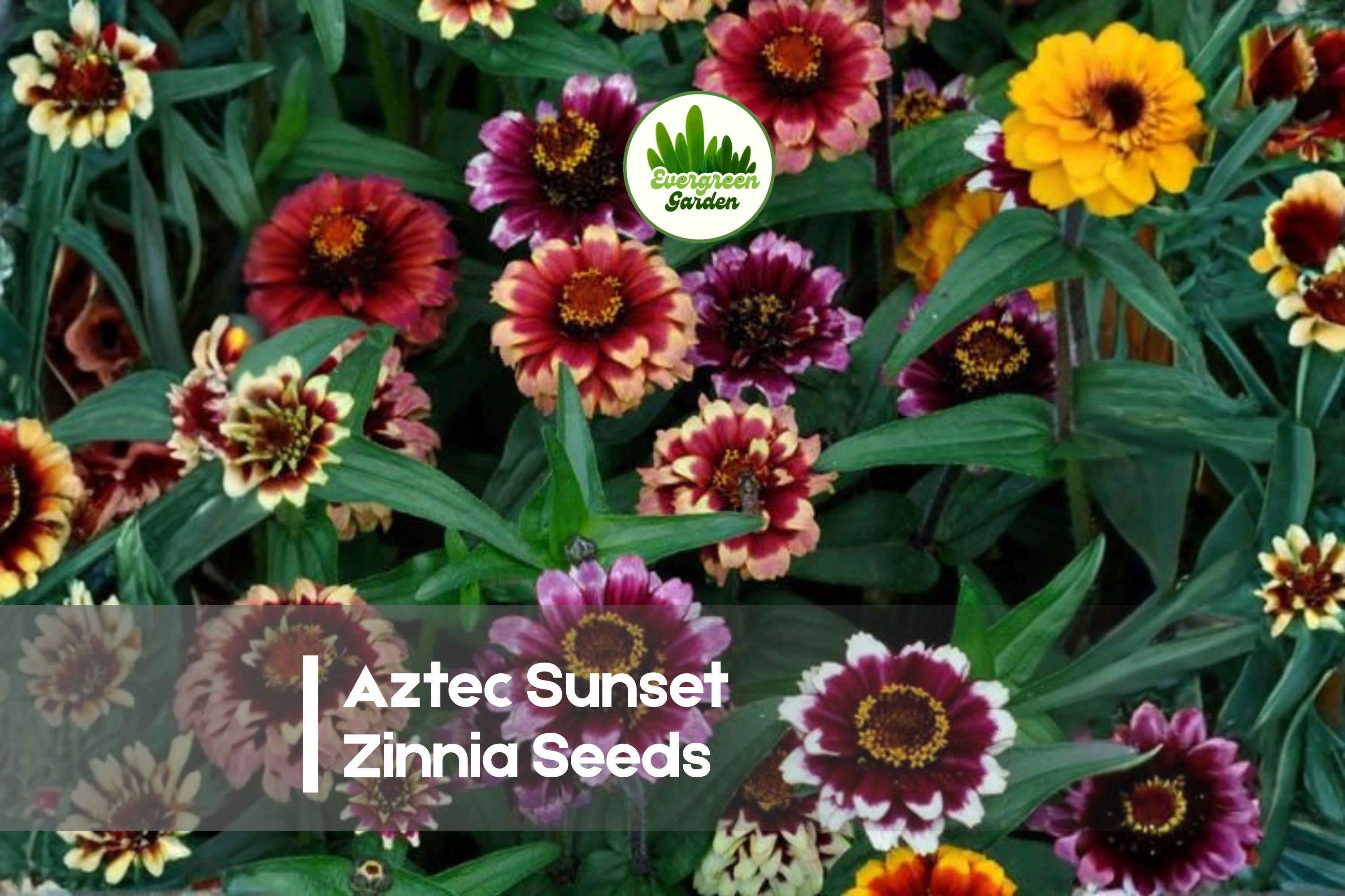 100+ Aztec Sunset Zinnia Seeds – Warm Color Mix, Zinnia haageana, Annual Flowers for Borders, Beds & Pollinators