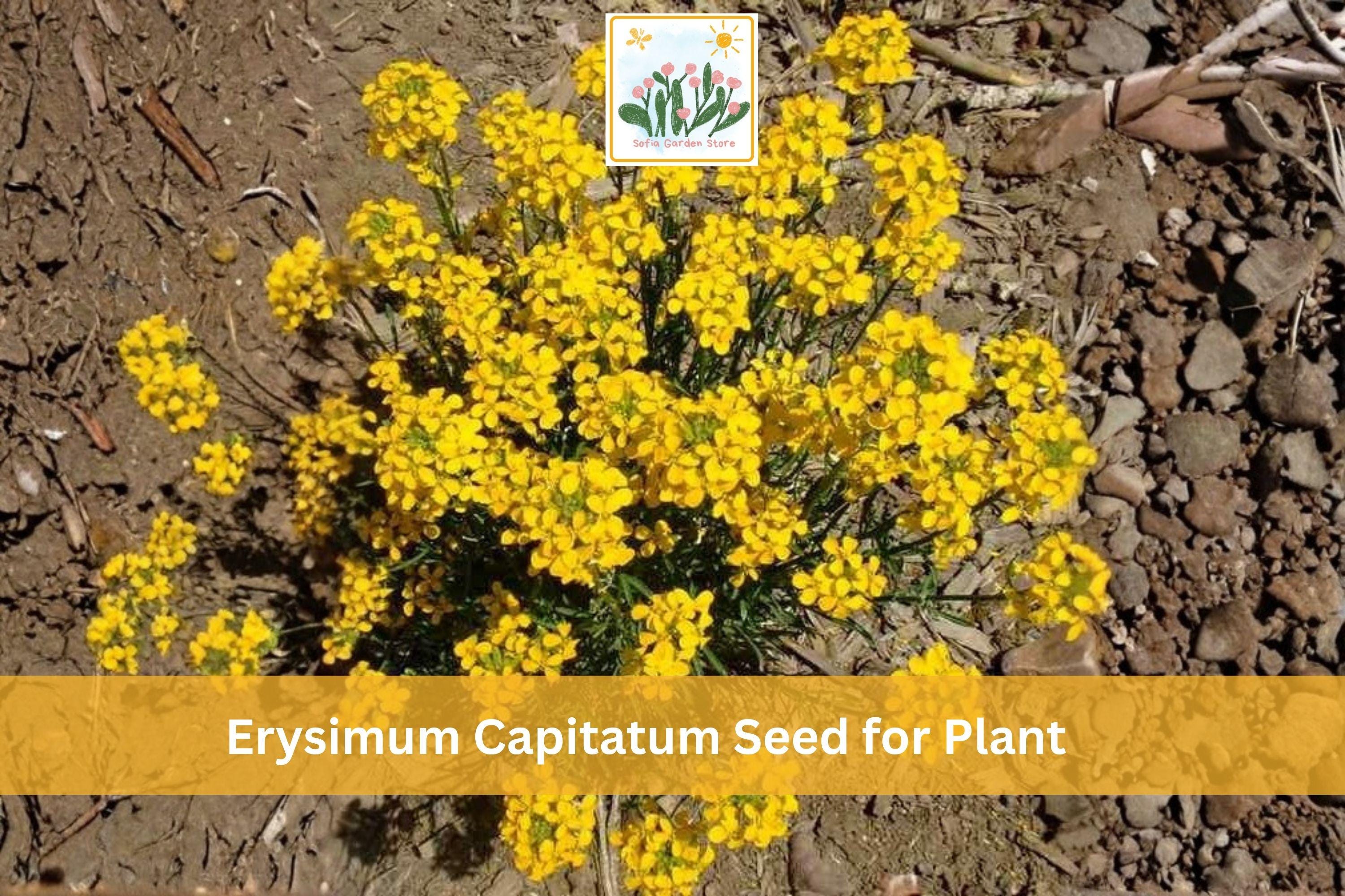 Erysimum capitatum Wildflower Seeds – 100 Native Western Wallflower Seeds for Pollinator Gardens, Orange & Yellow Flowers